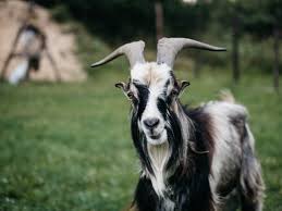 Image result for Sarda sarda