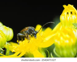 Attēlu rezultāti vaicājumam “Paracorymbia maculicornis”