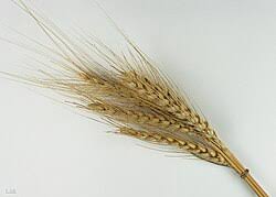 Attēlu rezultāti vaicājumam “Triticum aestivum”