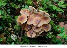 Attēlu rezultāti vaicājumam “Collybia acervata”