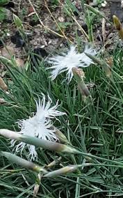 Attēlu rezultāti vaicājumam “Dianthus arenarius”