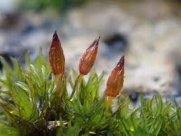 Attēlu rezultāti vaicājumam “Orthotrichum speciosum”