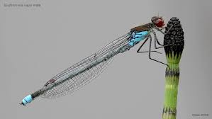 Attēlu rezultāti vaicājumam “Erythromma najas”