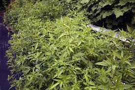 Attēlu rezultāti vaicājumam “Bidens frondosa leaf”