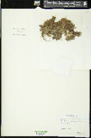 Attēlu rezultāti vaicājumam “Sphagnum platyphyllum”