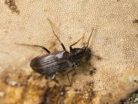 Attēlu rezultāti vaicājumam “Melandrya dubia”