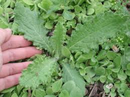 Attēlu rezultāti vaicājumam “Cirsium arvense”