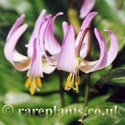 Attēlu rezultāti vaicājumam “Erythronium sibiricum”
