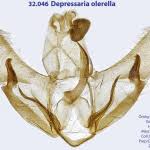 Attēlu rezultāti vaicājumam “Depressaria olerella”