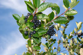 Attēlu rezultāti vaicājumam “Aronia melanocarpa”