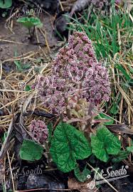 Attēlu rezultāti vaicājumam “Petasites hybridus flower”