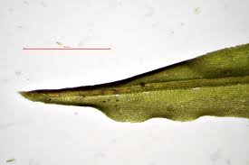 Attēlu rezultāti vaicājumam “Oxystegus tenuirostris”