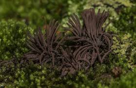 Attēlu rezultāti vaicājumam “Stemonitis sp.”