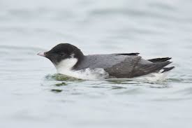 Image result for Synthliboramphus antiquus