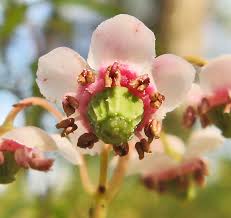 Attēlu rezultāti vaicājumam “Oenothera rubricauli bud”