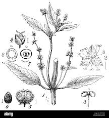 Attēlu rezultāti vaicājumam “Mercurialis perennis fruit”