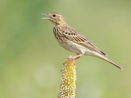 Image result for Anthus trivialis