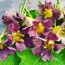 Image result for Tropaeolum minus