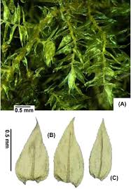 Attēlu rezultāti vaicājumam “Eurhynchium hians”