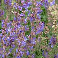 Image result for Salvia pratensis