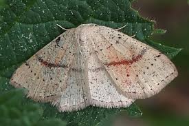 Attēlu rezultāti vaicājumam “Cyclophora punctaria”