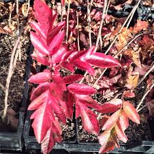 Attēlu rezultāti vaicājumam “x Sorbaronia fallax”