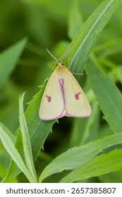 Attēlu rezultāti vaicājumam “Diacrisia sannio male”