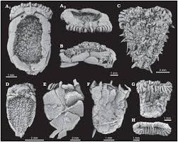 Attēlu rezultāti vaicājumam “Clastodermataceae”