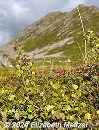 Attēlu rezultāti vaicājumam “Betula nana male flower”