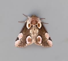 Attēlu rezultāti vaicājumam “Thyatira batis larva”