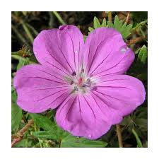 Attēlu rezultāti vaicājumam “Geranium sanguineum”