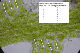 Attēlu rezultāti vaicājumam “Cephalozia lunulifolia”