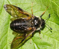 Attēlu rezultāti vaicājumam “Cimbicidae”