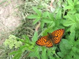 Attēlu rezultāti vaicājumam “Brenthis ino upperside”