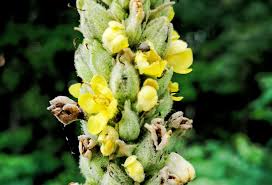 Attēlu rezultāti vaicājumam “Verbascum thapsus bud”