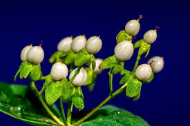 Attēlu rezultāti vaicājumam “Bryonia alba bud”