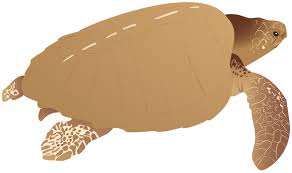 Image result for Lepidochelys olivacea