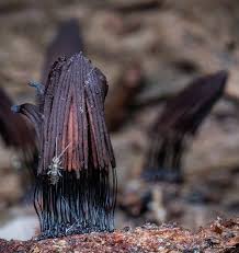 Attēlu rezultāti vaicājumam “Stemonitis splendens”