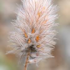 Attēlu rezultāti vaicājumam “Trifolium arvense leaf”