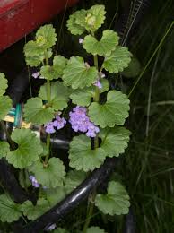 Image result for Glechoma hederacea