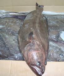 Image result for Reinhardtius hippoglossoides