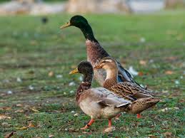 Attēlu rezultāti vaicājumam “Anas platyrhynchos”