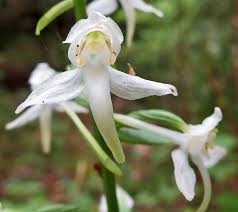 Attēlu rezultāti vaicājumam “Oenothera rubricauli”