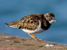 Attēlu rezultāti vaicājumam “Arenaria interpres”