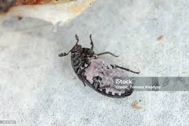 Attēlu rezultāti vaicājumam “Dermestes murinus”