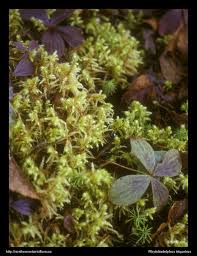 Attēlu rezultāti vaicājumam “Rhytidiadelphus triquetrus sporophyte”