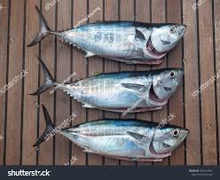 Image result for Euthynnus alletteratus