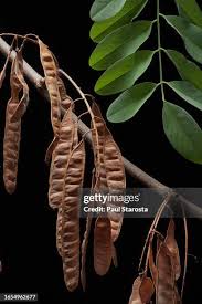 Attēlu rezultāti vaicājumam “Robinia pseudoacacia fruit”