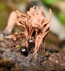 Attēlu rezultāti vaicājumam “Paracorymbia maculicornis imago”