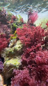 Attēlu rezultāti vaicājumam “Lycogala botrydium macro”